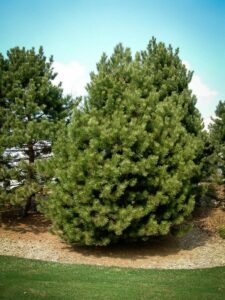 Сосна Чёрная (Pinus Nigra) купить по цене от 270.00р. в интернет-магазине «Посадика» с доставкой почтой в в Сафоновое и по всей России – [изображение №1].