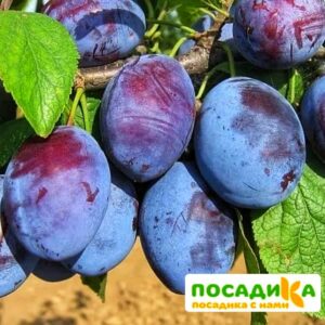 Слива Чачакская ранняя купить по цене от 229.00р. в интернет-магазине «Посадика» с доставкой почтой в в Сафоновое и по всей России – [изображение №1].