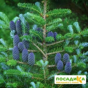 Пихта корейская (Abies koreana) купить по цене от 450.00р. в интернет-магазине «Посадика» с доставкой почтой в в Сафоновое и по всей России – [изображение №1].