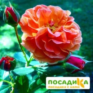 Роза Арабия купить по цене от 350.00р. в интернет-магазине «Посадика» с доставкой почтой в в Сафоновое и по всей России – [изображение №1].