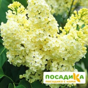 Сирень Примроуз (Primrose) купить по цене от 529.00р. в интернет-магазине «Посадика» с доставкой почтой в в Сафоновое и по всей России – [изображение №1].