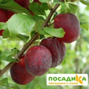 Слива Виола (Самоплодный сорт) купить по цене от 360р. в интернет-магазине «Посадика» с доставкой почтой в в Сафоновое и по всей России – [изображение №1].