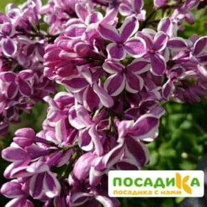 Сирень Сенсация купить по цене от 529.00р. в интернет-магазине «Посадика» с доставкой почтой в в Сафоновое и по всей России – [изображение №1].