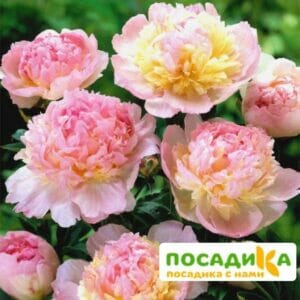 Пион Распберри Сандей (Paeonia Raspberry Sundae) купить по цене от 959р. в интернет-магазине «Посадика» с доставкой почтой в в Сафоновое и по всей России – [изображение №1].