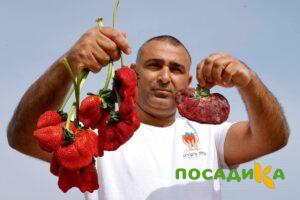 Клубника Гигант Джорнея купить по цене от 266р. в интернет-магазине «Посадика» с доставкой почтой в в Сафоновое и по всей России – [изображение №1].