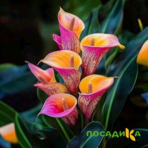 Калла Оникс купить по цене от 450р. в интернет-магазине «Посадика» с доставкой почтой в в Сафоновое и по всей России – [изображение №1].