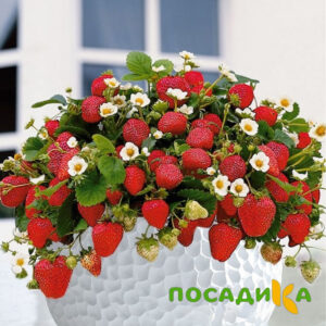 Клубника Рубиновый Шепот (горшечная) купить по цене от 240р. в интернет-магазине «Посадика» с доставкой почтой в в Сафоновое и по всей России – [изображение №1].