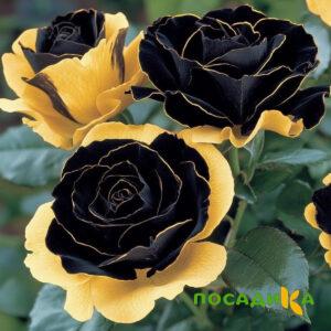 Роза Ханни Сикл купить по цене от 700р. в интернет-магазине «Посадика» с доставкой почтой в в Сафоновое и по всей России – [изображение №1].