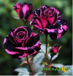 Роза Багровый Шепот купить по цене от 366р. в интернет-магазине «Посадика» с доставкой почтой в в Сафоновое и по всей России – [изображение №1].