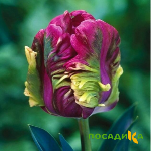 Тюльпан Экзотик Хэвен купить по цене от 186р. в интернет-магазине «Посадика» с доставкой почтой в в Сафоновое и по всей России – [изображение №1].