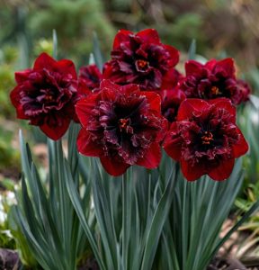 Нарцисс Сапфировый Бриз купить по цене от 3000р. в интернет-магазине «Посадика» с доставкой почтой в в Сафоновое и по всей России – [изображение №1].