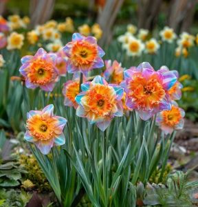 Нарцисс Айвери Дон купить по цене от 3000р. в интернет-магазине «Посадика» с доставкой почтой в в Сафоновое и по всей России – [изображение №1].