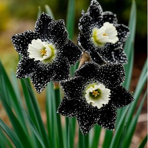 Нарцисс Кассата купить по цене от 372р. в интернет-магазине «Посадика» с доставкой почтой в в Сафоновое и по всей России – [изображение №1].