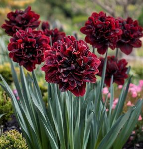 Нарцисс Малиновая Вуаль купить по цене от 3000р. в интернет-магазине «Посадика» с доставкой почтой в в Сафоновое и по всей России – [изображение №1].